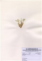 藏品(楔形仙掌藻)的圖片